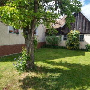 Ostseite unserer Ferienhausgartens mit dem fast 100 Jahre alten Birnbaum.
