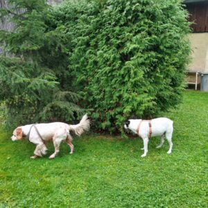 Nordostseite des Ferienhausgartens mit meinen Hunden Bret und Chesai.